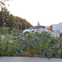 Das Land gehört allen. Seit alle genug zu essen haben scheint überall Essen angepflanzt zu werden. Nicht nur in den Vorgärten, auch an Strassenrändern und auf Parkplätzen.