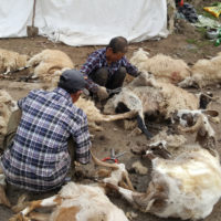 25 Tiere schert ein Schafscherer pro Tag. Mit Krediten für den Hausbau und besserem Bildungszugang für ihre Kinder werden Nomaden motiviert, ihre Herden und Weiden aufzugeben und sesshaft zu werden. Freie Unternehmer werden Hilfsarbeiter.