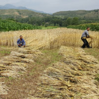 Mechanisierung. Es gibt sie, die riesigen Monokulturen, wo auf besten Ackerflächen und industriell Mais und Soja (Tier- und Menschenfutter) angepflanzt wird. Diese Familie in Quinhai hat 60 Aren Land, auf denen sie für den Eigenbedarf Getreide anpflanzt.