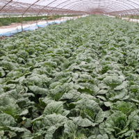 LandwirtInnen zahlen keine Steuern und keine Pacht – das Land ist öffentlicher Grund und wird von den Gemeinden zugeteilt. Bei Zhangye wurden mitten in der Industriezone Gemüsebetriebe angesiedelt. Als grüne Lunge und für eine stadtnahe Lebensmittelproduktion.