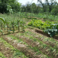 Mischkultur für Eigengebrauch und lokalen Verkauf. Der Szechuanpfeffer wächst als cash crop in Mischkultur mit Mais, Weizen und Gemüse für den Eigenbedarf.