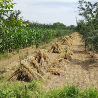 Rotierende Fruchtfolgeflächen - und Szechuanpfefferbäume als Dauerkultur mitten drin. Hier ist alles biologisch. Für alles andere fehlt das Geld.