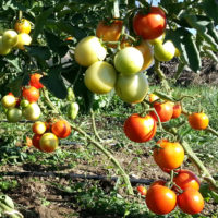 Tomaten sind Beeren. In China werden sie wie bei uns z.T. Erdbeeren mit Zucker bestreut serviert. In der warmen Küche haben sie wenig zu suchen. Trotzdem produziere China mehr Tomaten als jedes andere Land. Für den Weltmarkt.