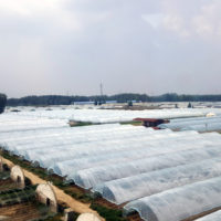 Stadtnahes Gemüse für Megacities. Natürlich haben sie das gleiche Problem wie wir: es gibt zu wenig Bienen in den Gewächshäusern. Wie in Europa kann man sie (kartonweise) übers Internet bestellen.