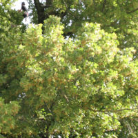 Blüten für Tee und Bienenhonig Früchte als Cacaoersatz, Samen für Öl. Auch Bast und das weiche Holz können verwertet werden.