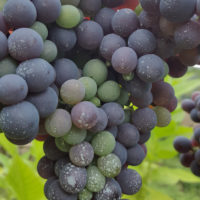 Georgien ist ein Weinland. Alten Sorten werden neu entdeckt.