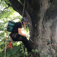 Grégoire Czech, Baumspezialist, Gartengestalter, Ziegenhirt und Käser in der Touvière (GE), lichtet den Baum aus.