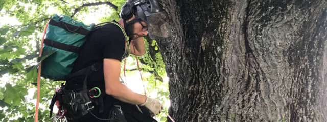 Grégoire Czech, Baumspezialist, Gartengestalter, Ziegenhirt und Käser in der Touvière (GE), lichtet den Baum aus.