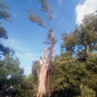 Der Hauptstamm bleibt wichtig: an ihm sind die ausladenden Seitenäste verkabelt.