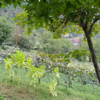 Die kleinräumige Landwirtschaft ist natürlich und bio. Alles andere ist zu teuer.