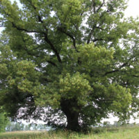 Die Linde gilt als ein Symbol für Gerechtigkeit, Liebe, Frieden und Gemeinschaft