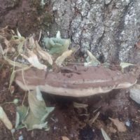 Die jahrzehntelange intensive Bewirtschaftung hat den Boden verdichtet, die Wurzeln ersticken. Die Pilze am Hauptstamm zeigen eine Methanfermentation an