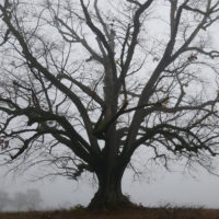 Sobalds wärmer wird beginnt die Behandlung: zuerst wird der Boden sorgfältig gelockert und mit Basalt, Bentonit, Hühnermist, EM und Brennnesselmist angereichert. Gründünger bringt über den ganzen Sommer Sauerstoff in den Boden und zusätzlich werden regelmässig weitere Extrakte ausgebracht. Unnötig zu sagen, dass der nebenan liegende Acker unterdessen biologisch bewirtschaftet wird.