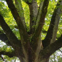 Im Innern des Stammes ist der Baum tot, aber aussen ist er aktiv und lebt. Linden können bis zu 800 oder gar 1000 Jahre alt werden.