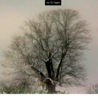 Die berühmteste Linde der Schweiz steht in Linn (AG). Ihre Webseite: http://linnerlinde.ch/webcam/