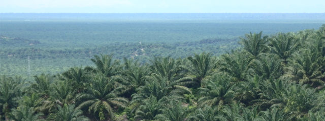 Ölpalmenplantage in Malaysia (c) BrunoManserFonds