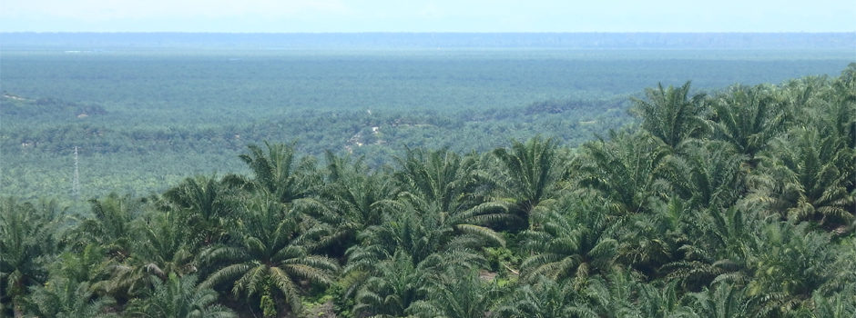 Ölpalmenplantage in Malaysia (c) BrunoManserFonds