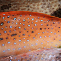 Fisch (yu 鱼) und Überfluss (yu 余 und yu裕) werden fast gleich ausgesprochen. Am Chinesischen Sylvester gibts keinen Fisch, sonst würde man das Jahr ja schon ohne Überfluss beginnen... aber Fisch gehört unbedingt auf den Speisezettel der ersten paar Tage im neuen Jahr.