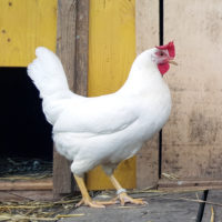 „Ein ganzes Huhn“ (quanji 全鸡) und „die ganze familie“ (全家) tönen im Süden fast gleich. Damit sich die ganze Familie während dem Jahr häufig trifft, kommt ein ganzes Huhn auf den Tisch.