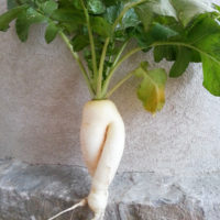 Kohlrabi und Rettich (caitou菜头) tönen wie Lottogewinn (caitou 采头). Also kommen sie auch auf den Tisch.