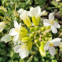 Schön solls sein im neuen Jahr. Mit Girlanden dekoriert (jie cai 结彩) tönt wie Blattsenf(jie cai 芥菜). Davon soll man die ganze Pflanze, also von Wurzel bis Blüte, essen.