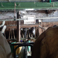 Die Kühe werden gemolken und die Milch den Kälbern gegeben.