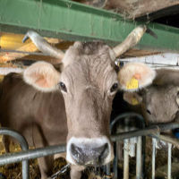 Geraline ist 17 jährig. Ihr jüngstes Kalb wurde im September letzten Jahres geboren.