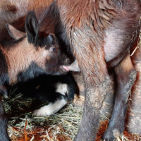 Früher hatte jeder Bauer ein paar Geissen, für Milch und Käse für den Eigengebrauch
