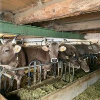 Schweizer Original Braunvieh, die stärkste Rasse für die Berge