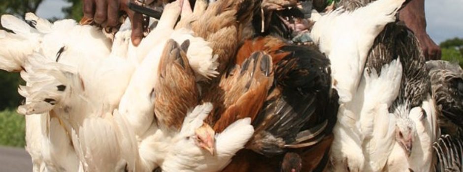 Hühnertransport in Burkina Faso, Originalbild von Ferdinand Reus, NL, auf https://commons.wikimedia.org/wiki/File:Burkina_Faso_-_transport_of_chickens.jpg CC BY-SA 2.0 , via Wikimedia Commons