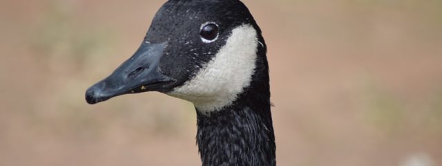 Davidlamma, CC BY-SA 4.0 https://creativecommons.org/licenses/by-sa/4.0>, via Wikimedia Commons href=