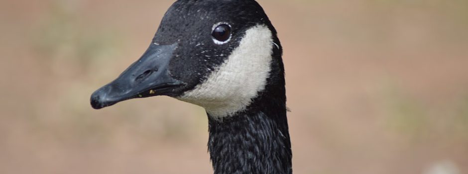 Davidlamma, CC BY-SA 4.0 https://creativecommons.org/licenses/by-sa/4.0>, via Wikimedia Commons href=